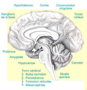 cerveau2.jpg