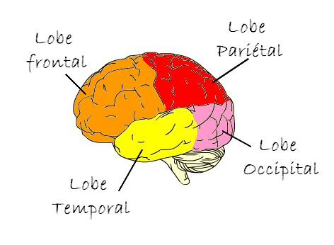cerveau1.jpg