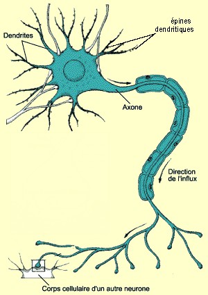 neurone1.jpg