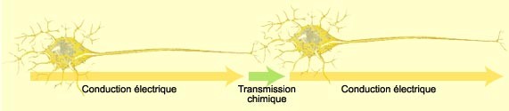 neurone2.jpg