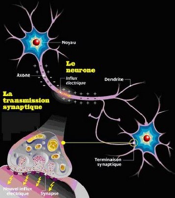 neurone3.jpg