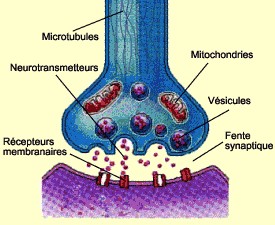 neurone6.jpg