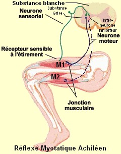 neurone7.jpg
