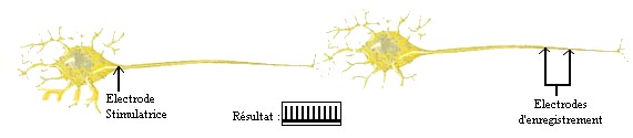 neurone8.jpg