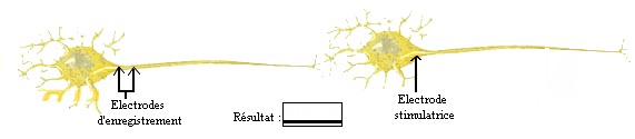 neurone9.jpg